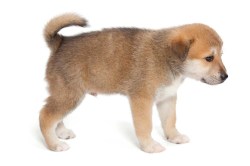 MSD024 puppy_107116667